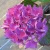 Hortensia 'Merveille Sanguine'  2 PLANTS